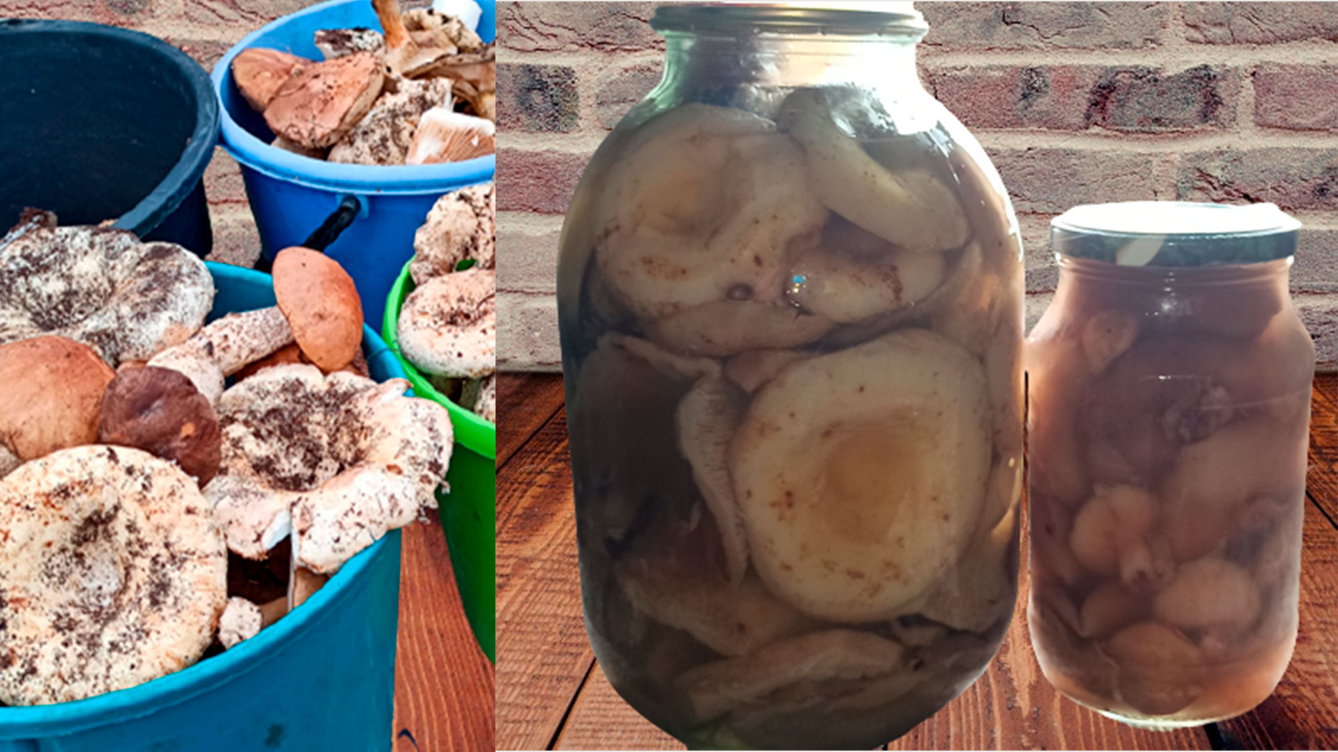 Как вкусно замариновать грибы на зиму в банках рецепты